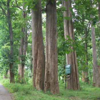 Teak-Forest-1 Teak-Forest-1