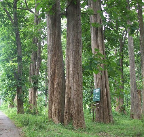 Teak-Forest-1 Teak-Forest-1